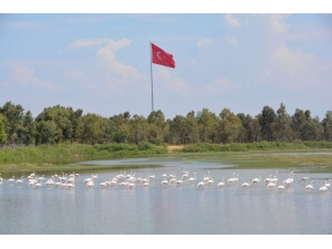 Aliağa’da Kuş Cenneti Her Mevsim Rengarenk
