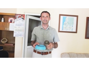 Sokakta Bulduğu Yavru Baykuşa Sahip Çıktı