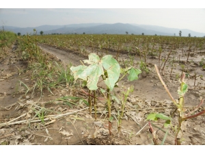 5 Bin Dönemim Pamuğu Yerle Bir Eden Dolu 10 Milyonluk Zarara Yol Açtı