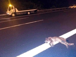 Otoyolda Bir Aracın Çarptığı Vaşak Telef Oldu