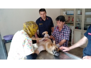Sahipsiz Yaralı Köpeğe Jandarma Sahip Çıktı