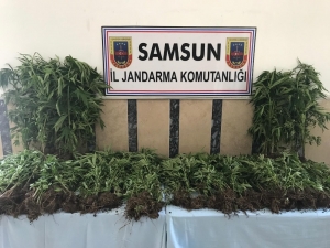 Samsun’da Jandarmadan Uyuşturucu Operasyonu