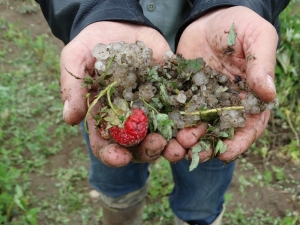 Dolu Yağışı Tonlarca Çileğe Zarar Verdi