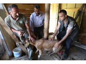 Artvin’de Köpeklerin Saldırdığı Yaban Keçisini Barajın Özel Güvenlik Personeli Kurtardı