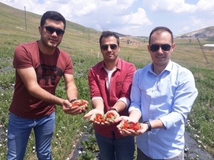 Çaldıran’da Yerli Çilek Üretimi İkinci Yılında