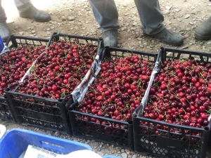 Ballıpınar’da Kiraz Rekoltesi Düştü