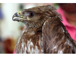 Yaralı Şahin Yavrusu Tedavisi İçin Görevlilere Teslim Edildi