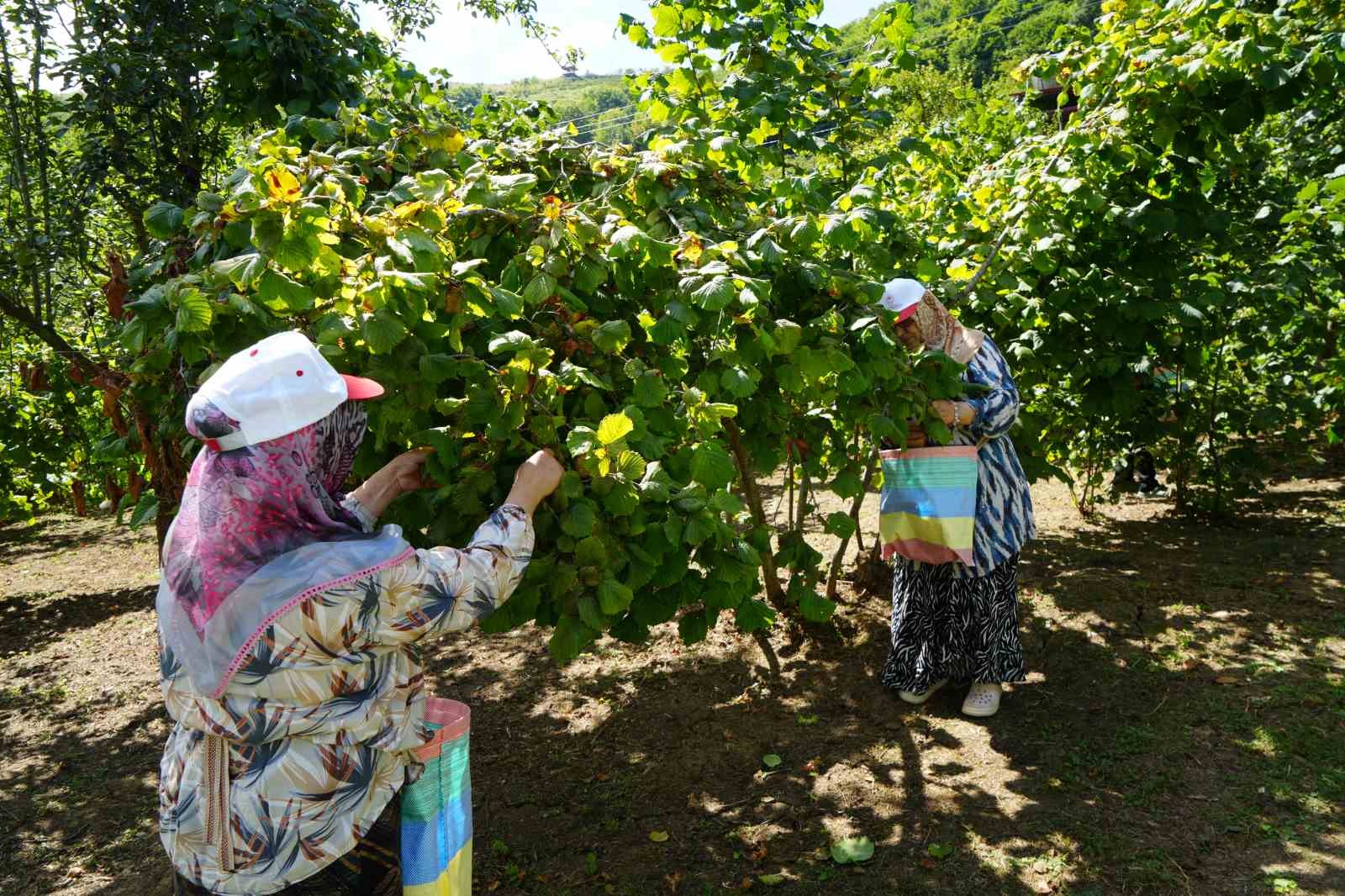 yesil-altinda-orta-kesim-hasadi-basladi-samsun-da-115-bin-ton-findik-bekleniyor