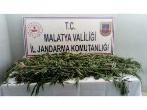 Jandarmadan Kenevir Operasyonu