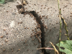 O Böceklerin Cinsi Belli Oldu