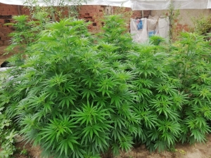 Jandarmadan Kenevir Operasyonu