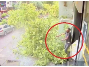 Fırtınada Asırlık Çınar Ağacının Yeni Devrilme Görüntüleri Ortaya Çıktı