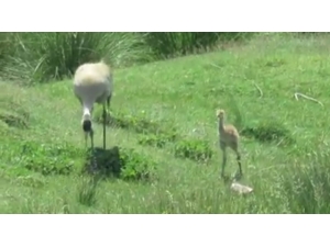 Nesli Tükenme Tehlikesi Altında Olan Turnalar, Ekşisu Sazlığında Yavrusuyla Birlikte Görüntülendi