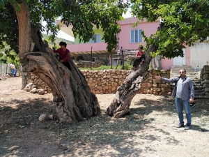 Asırlık Ağaç Görenleri Büyülüyor