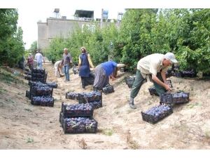Hobi Olarak Başladığı Japon Eriğinden 120 Ton Ürün Elde Etti