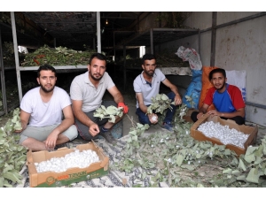 Atanamayınca İpek Böceği İşine Girdiler, Aylık 20 Bin Lira Kazanıyorlar