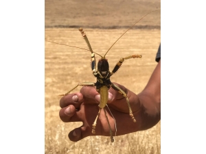 Dev Çekirge Görenleri Şaşırttı