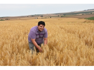 Trakya Çiftçisinin Yüzü Gülüyor