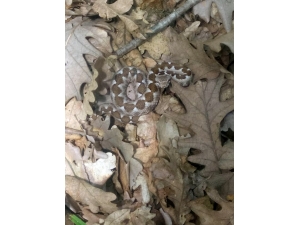 Tekirdağ’da Zehirli Yılan Paniği