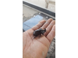 Aydın’da Gergedan Böceği Bulundu