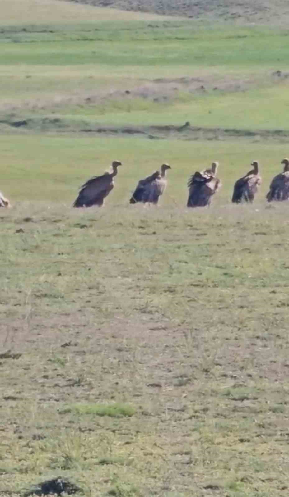 ozalp-ilcesinde-kizil-akbaba-surusu-goruldu