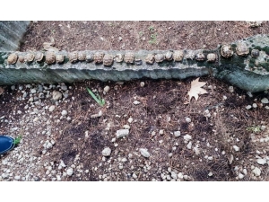 Mezarlıkta Yan Yana Dizilmiş 23 Kaplumbağa Ölüsü Bulundu