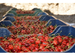 Tescilli Salihli Kirazı Üreticinin Yüzünü Güldürdü