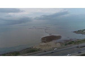 Trabzon’da Şiddetli Yağışlar Sonrası Deniz Çamura Bulandı, Derelerin Getirdiği Ağaç Parçaları İle Doldu