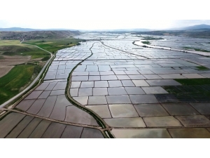 Beyaz Altın Tarlaları Havadan Görüntülendi