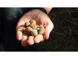 (Öze) Kazdağları’nda Orkide Hasadı Başladı