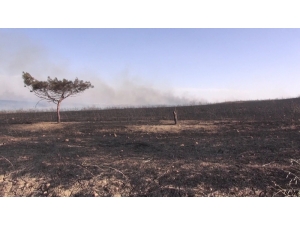 Yakılan Anızlar Doğal Hayatı Tehdit Ediyor