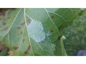 Fındık Üreticisine Amerikan Beyaz Kelebeği Uyarısı