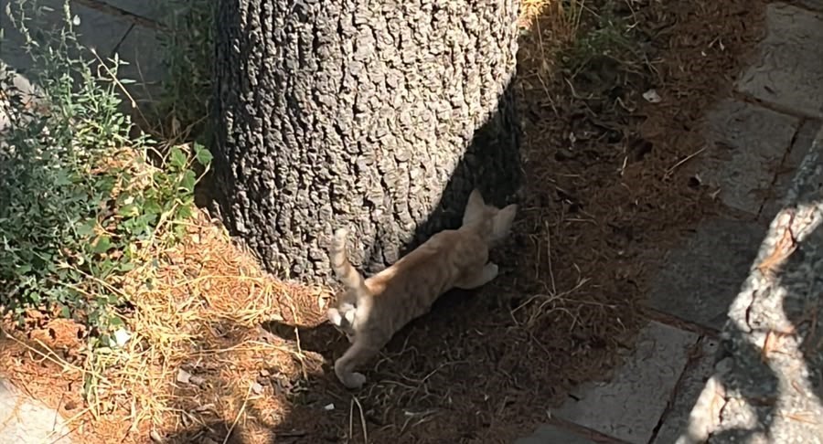 itfaiyeden-kedi-kurtarma-operasyonu