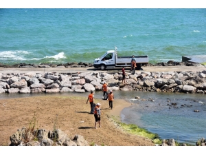 Sinop Sahillerinde Yosun Temizliği