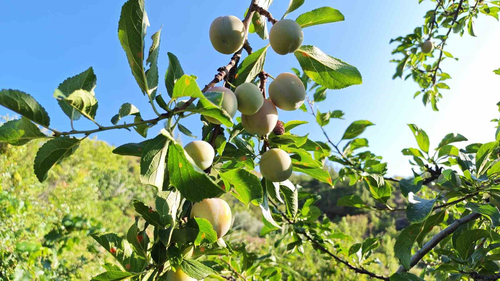 manisa-da-138-yillik-lezzette-hasat-basladi