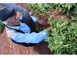 Siirt’te İlk Kez Patates Üretimi Gerçekleşti
