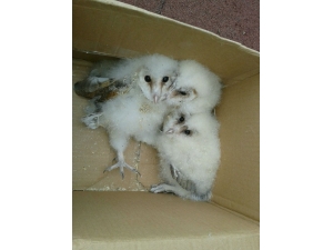 Çatı Arasında Mahsur Kalan Yavru Baykuşlar Kurtarıldı