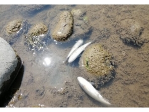 Sobi: "Balık Ölümleri Mühendislik Hatası"