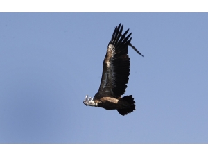 Botswana’da 500’den Fazla Akbaba Zehirlenerek Öldürüldü