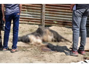 Yüksekova’da Başıboş Köpek Dehşeti