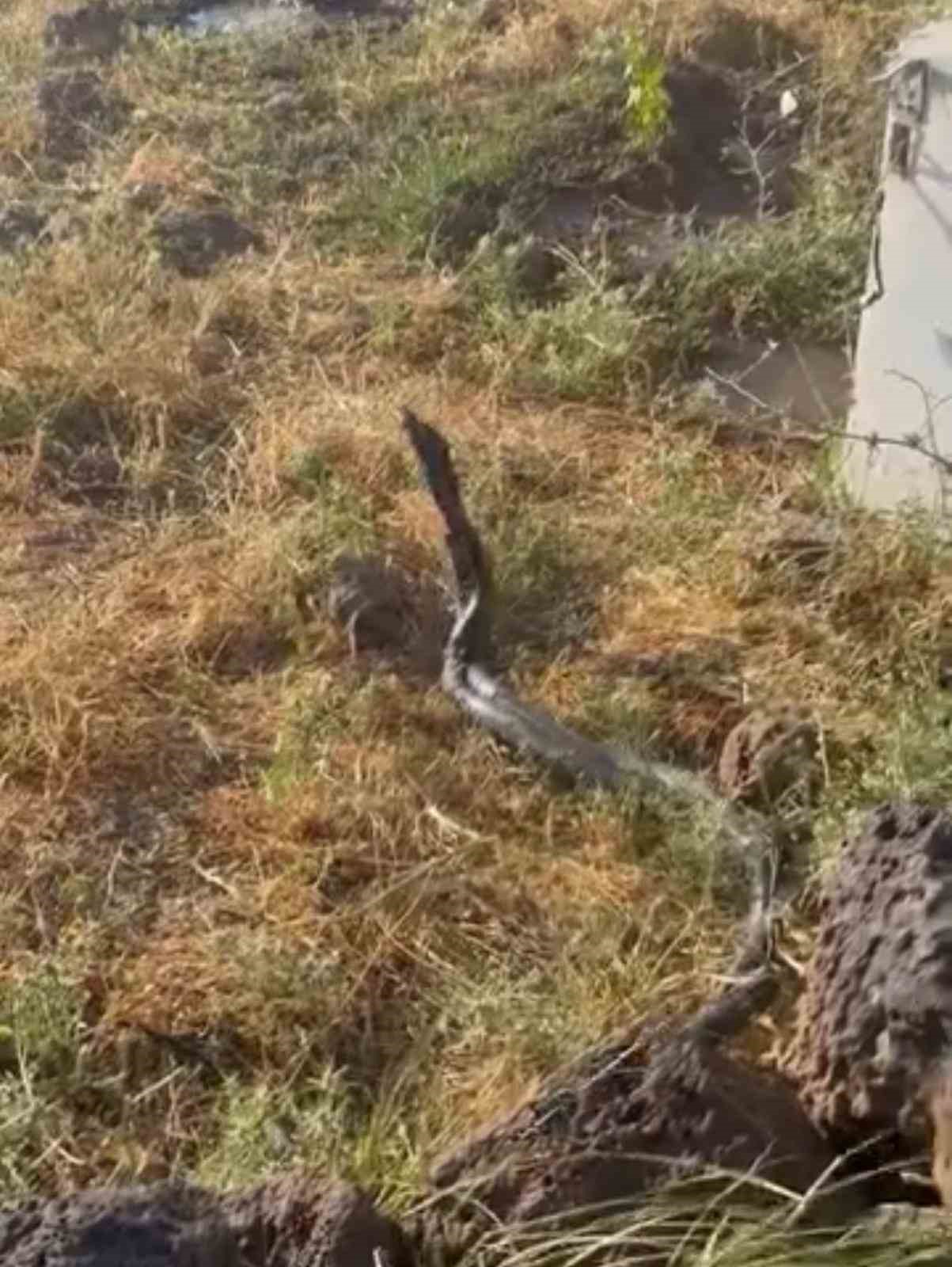 sicak-hava-devasa-yilanlari-ortaya-cikardi