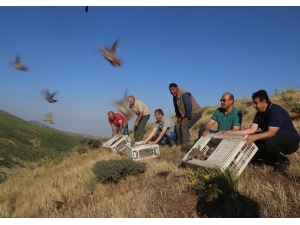 Elazığ’da Bin Keklik Doğaya Salındı