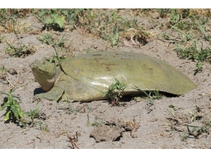 Diyarbakır’da Nesli Tükenmek Üzere Olan Fırat Kaplumbağası Bulundu