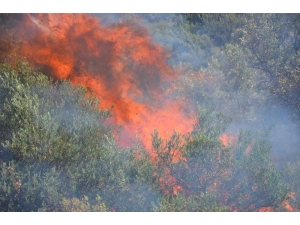 Koçarlı’da Arazi Yangını