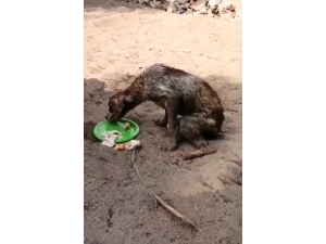 Antalya’da Korkunç Olay: Köpekleri Çuvala Koyup Ölüme Terk Ettiler