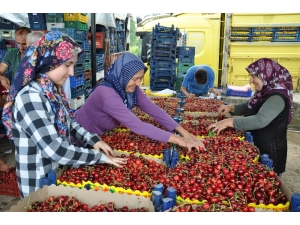 Simav’dan Kiraz İhracatı