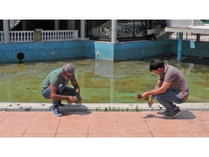 Havuz Başını Kenevir Tarlasına Çevirdi