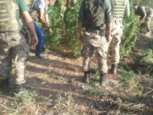 Sason’da Uyuşturucu Şebekesine Operasyon
