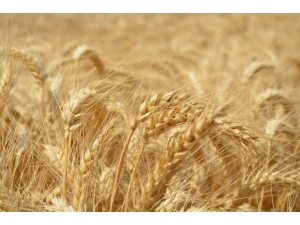 Hasatta En Verimli Yıl