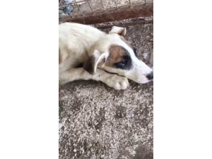 Çuvala Koyulup Ölüme Terk Edilen O Köpek Kurtarılamadı